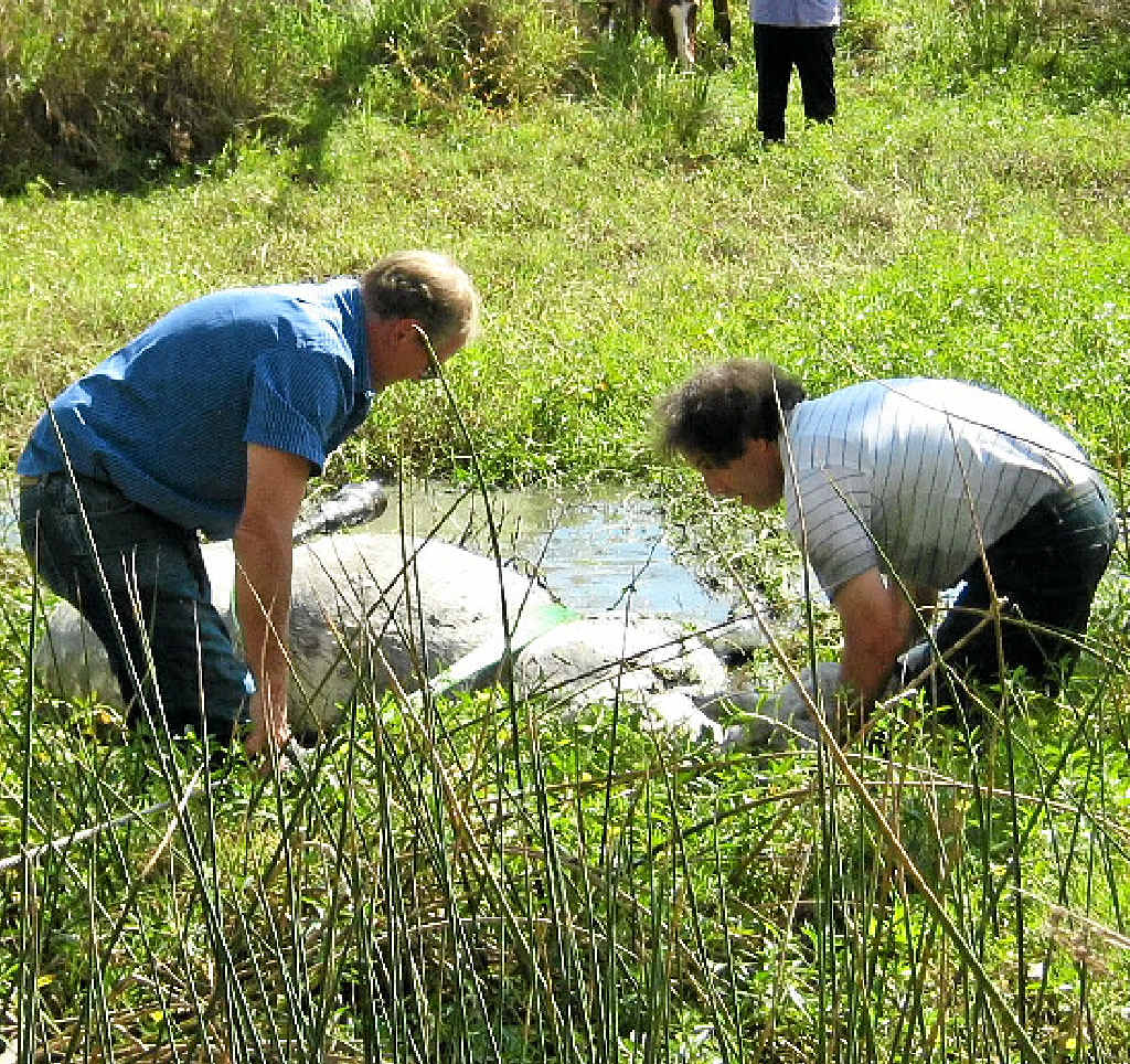 Vet sedates ‘Libby’ to calm her for safe rescue. Vet sedates ‘Libby’ to calm her for safe rescue.